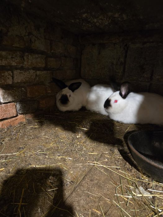 Iepuri de vanzare(vi sau carcasă