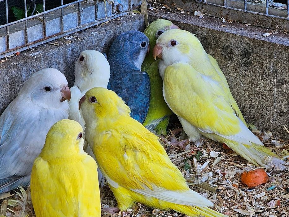 Papagali vorbitori puiuti blanzi micul alexandru calugari