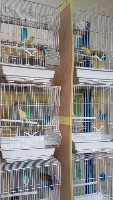 Канарейка .Тайер сайраб турган