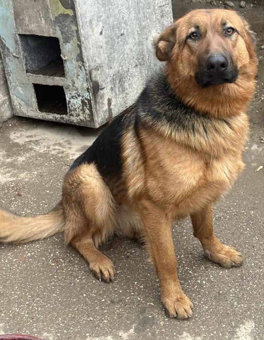 Продается собака. Порода Овчарка