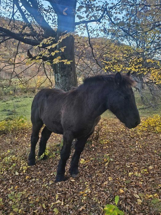 Vand manz de 5 luni jumate