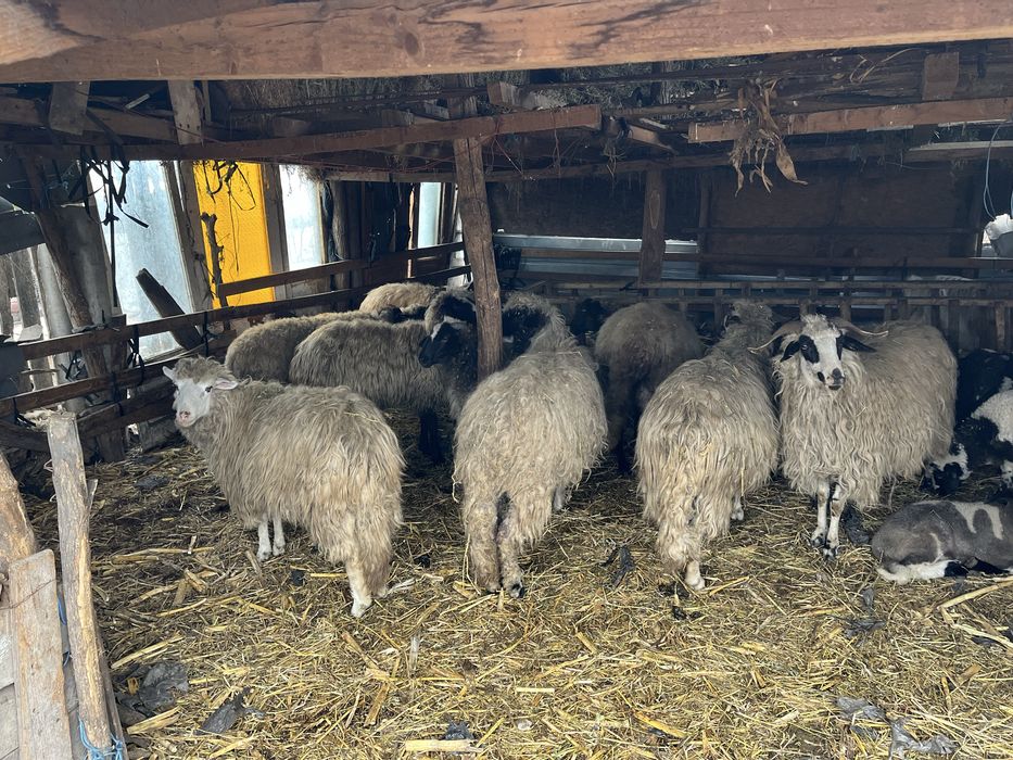 Vând 12 oi 1300 lei