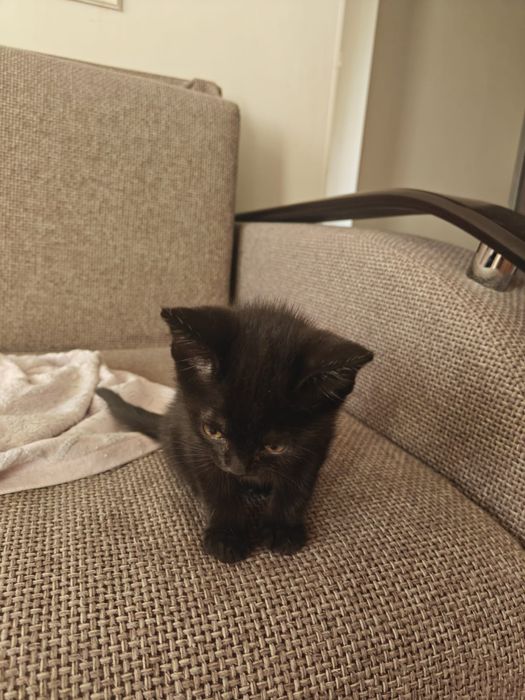 Отдам котенка мальчика