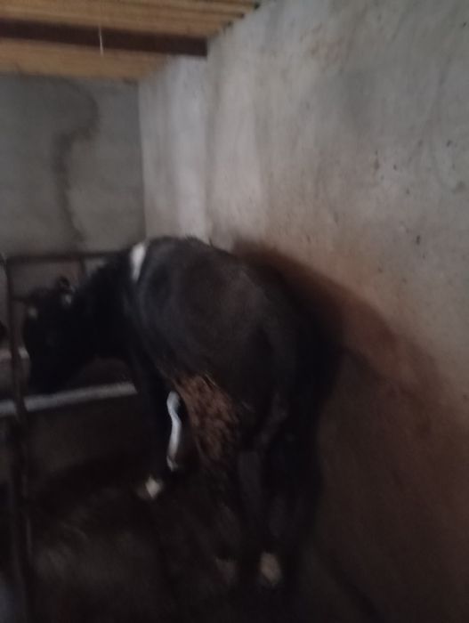 Продается быки 1.5 года