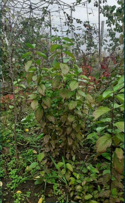 Саженцы Кизил садовый сорт лукъяновскийи