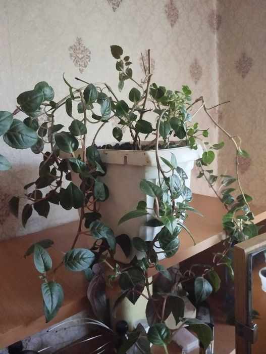 Продам комнатные растения