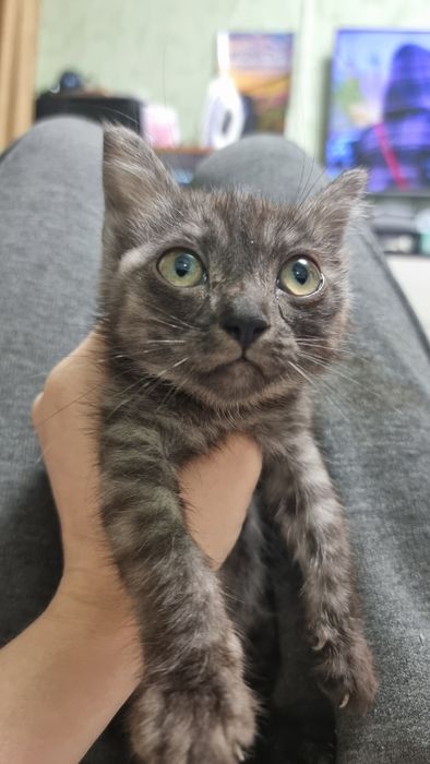 Отдам котят в добрые руки