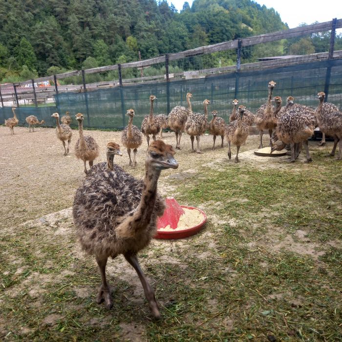 Ferma Tomsa Ferma Struti