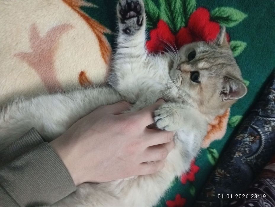 Золотая шиншиллы