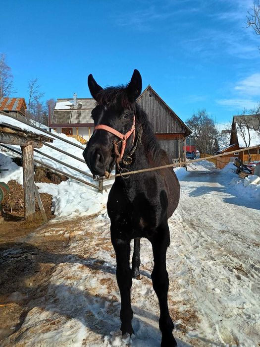 Vând mânz negru cuminte