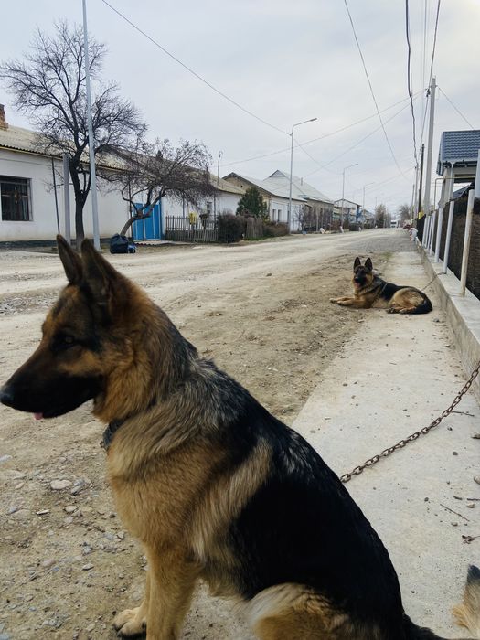 Сатылады срочно еркек овчарка