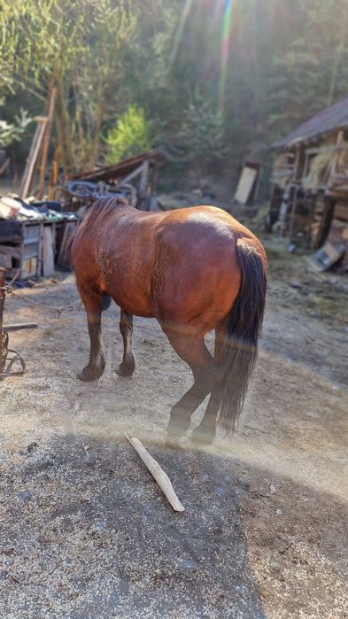 Iapa de vânzare de 6 ani accept orice proba