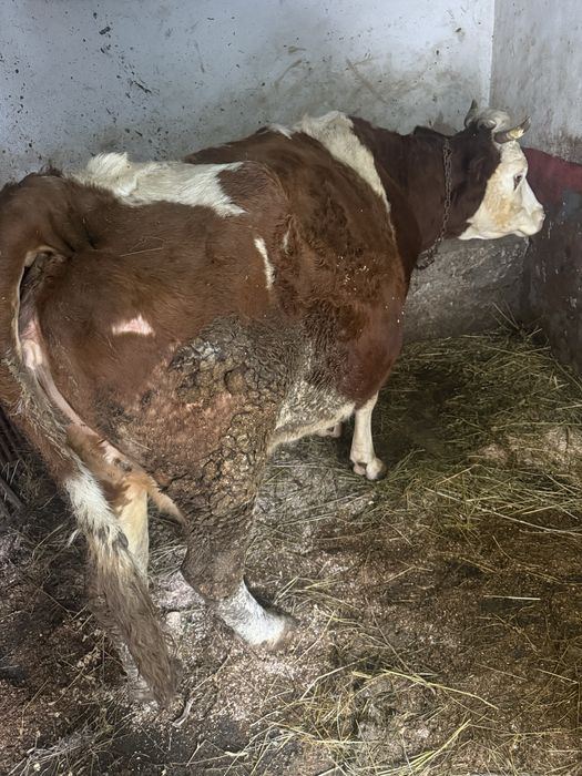 Vaca Baltata romaneasca