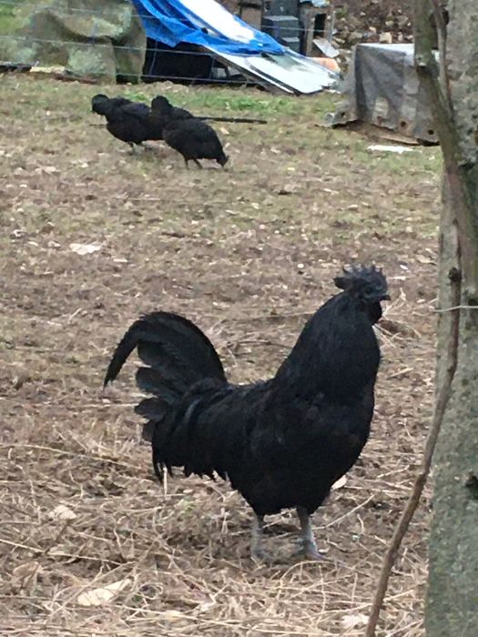 Аям Кемани (Ayam Cemani) петли