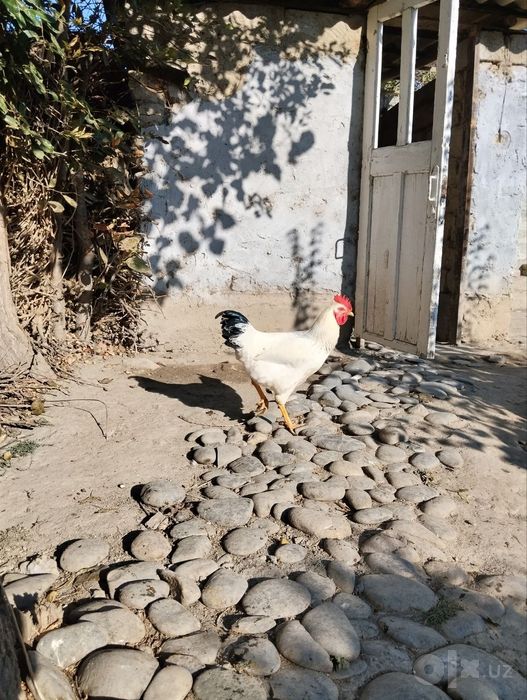 Ximxian va adliriski xoʻrozlari qoldi