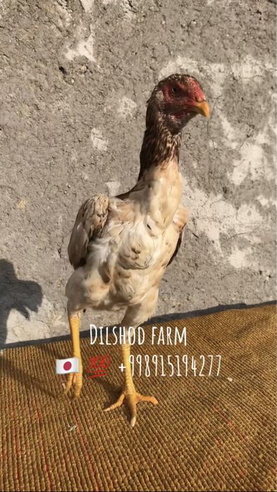 Япон атака мокион сотилади