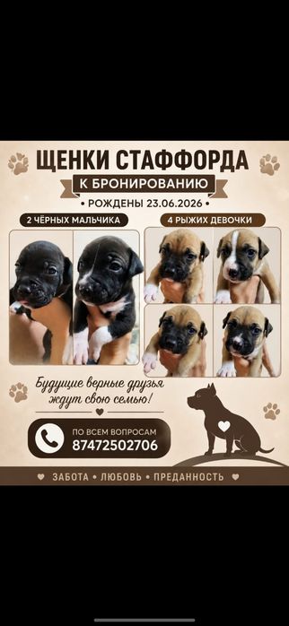 Бронь на хвостиков