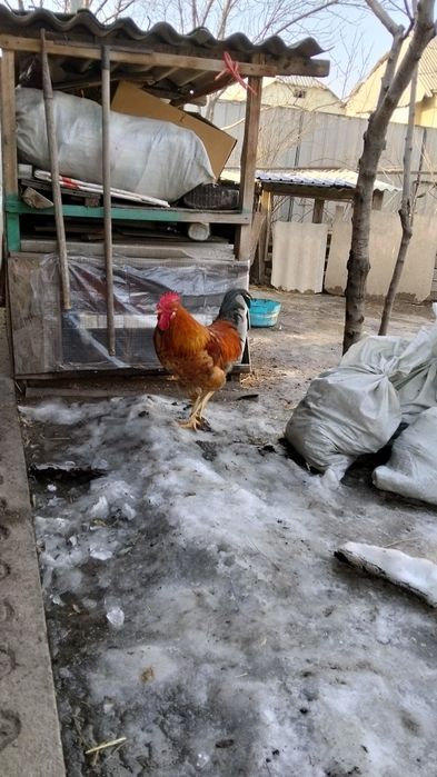 Кученски     петушок