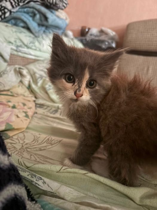 Отдам котят в добрые рыки