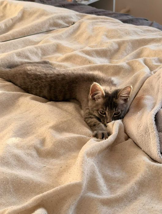 Серенький котёнок