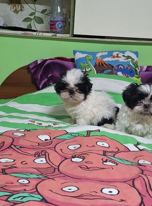 Малки кученца порода Ши тцу