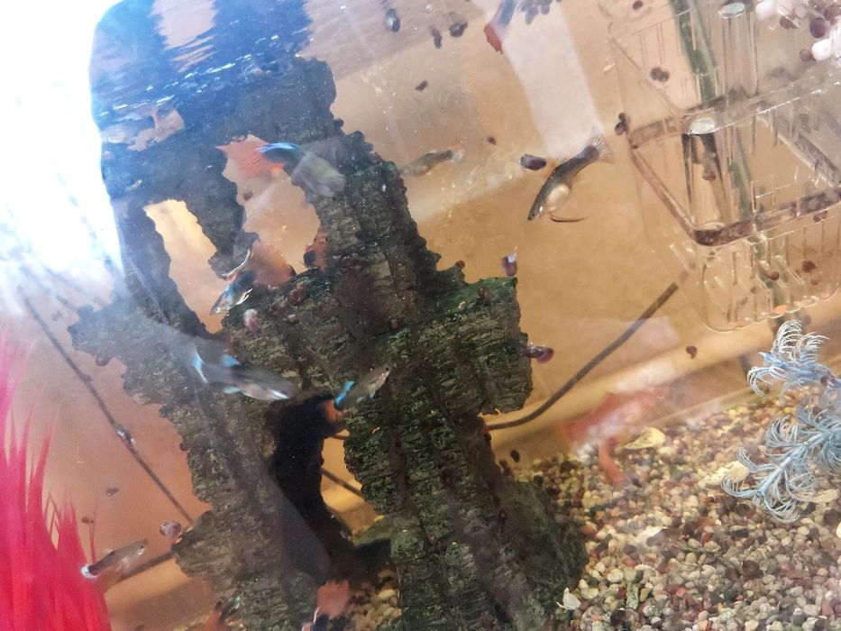 Продам Аквариум с рыбками