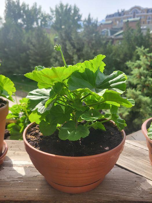 Розебудная пеларгония ROSE