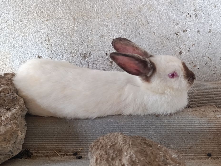 Quyonlar sotiladi Kaliforniya zotli