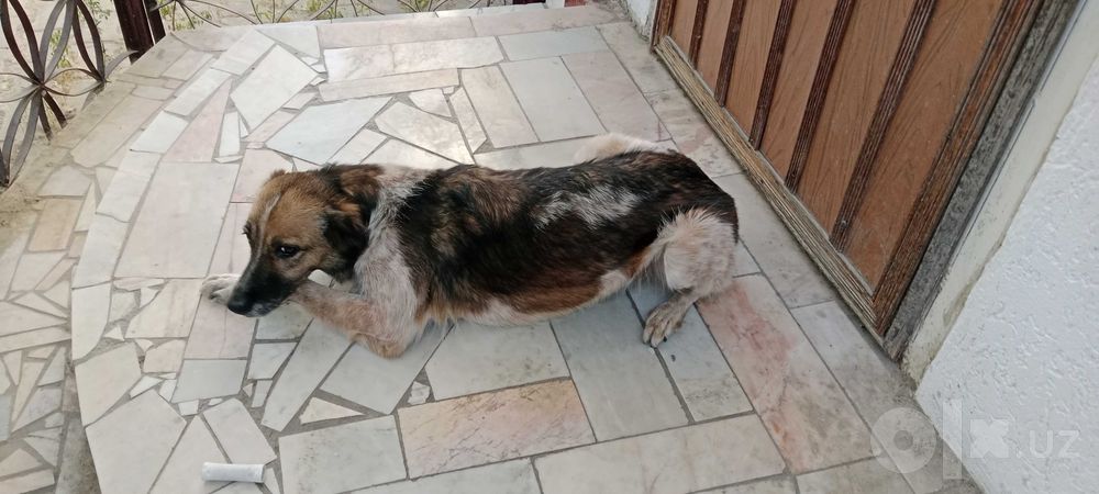 Отдам даром собаку девочку