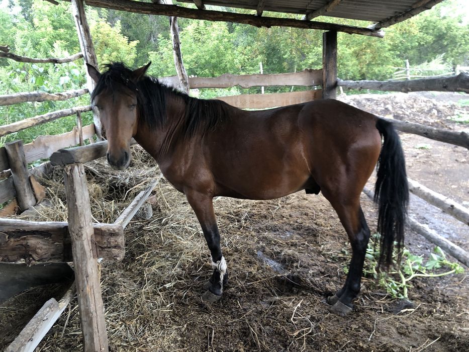 Жылқы сатамын