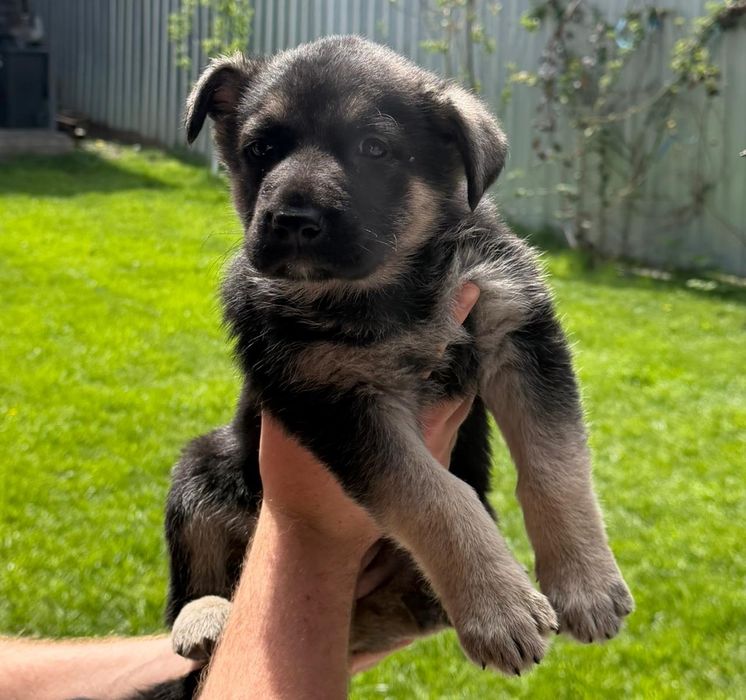 Продам щенков Восточно-европейской овчарки