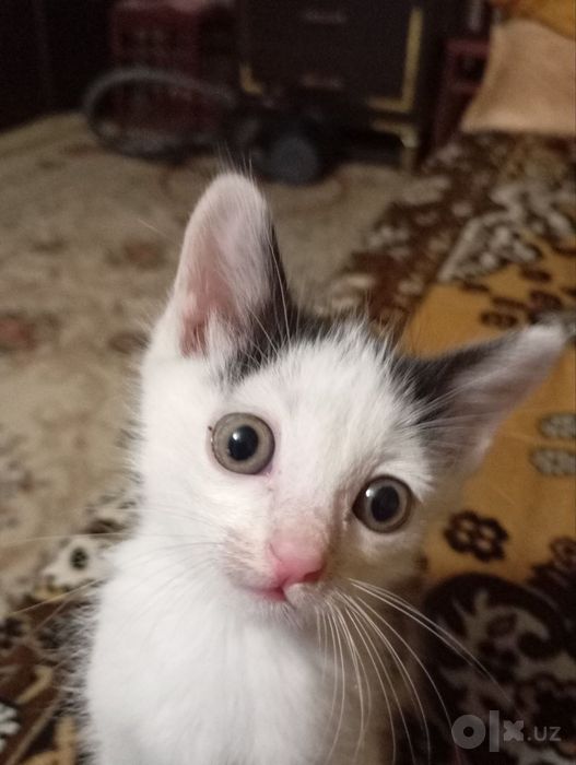 Котенок мальчик 1 месяц