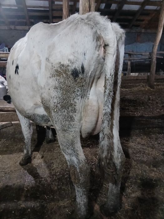 Vaci de lapte la prima fătare