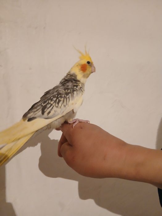 Продам попугаи корелла