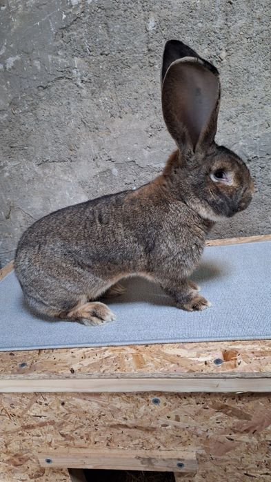 Mascul uriaș german gri 1 an