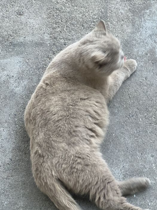 Готовятся котята британские