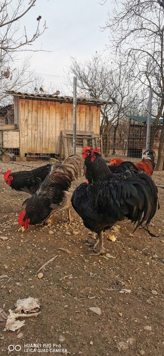 Vând cocoși austrolorp