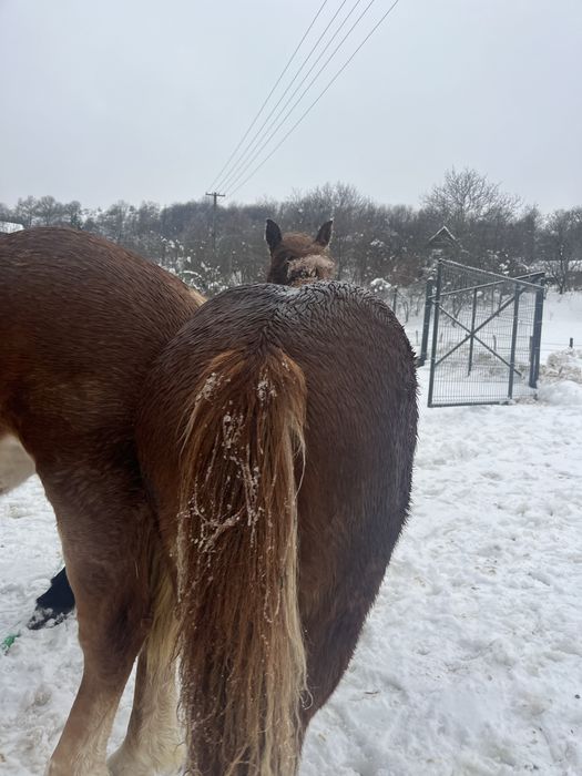 Vând mânz de 6 luni