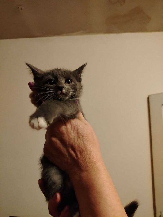 Домашние КОТЯТА в добрые руки