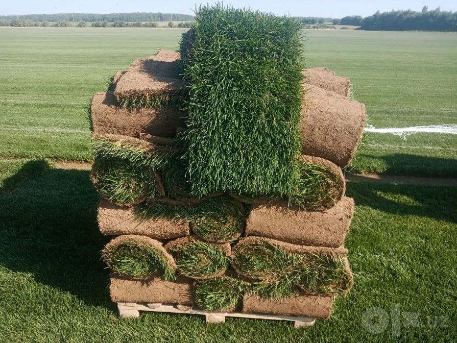Газон рулонный Самарканд