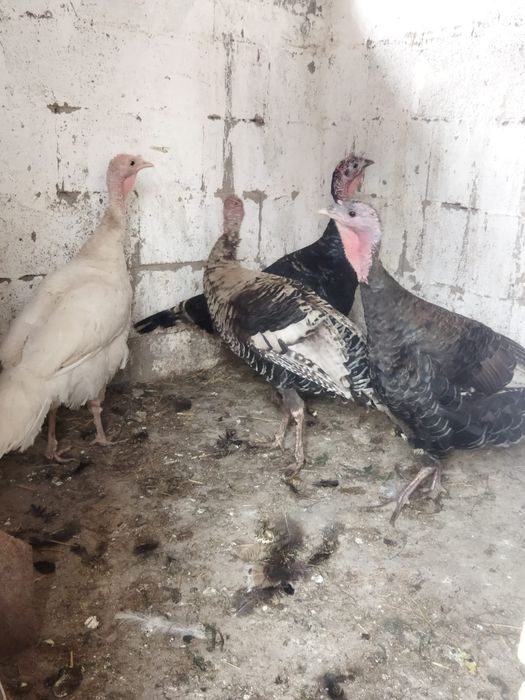 Продам куры домашние