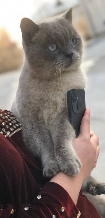Кот, Британский короткошёрстный котик, окрас блю-пойнт
Редкий окрас ко