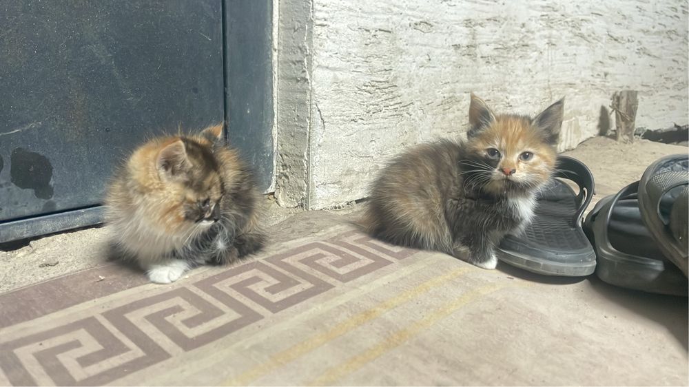 отдам в хорошие руки
