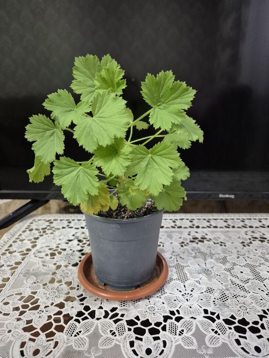 Королевская пеларгония