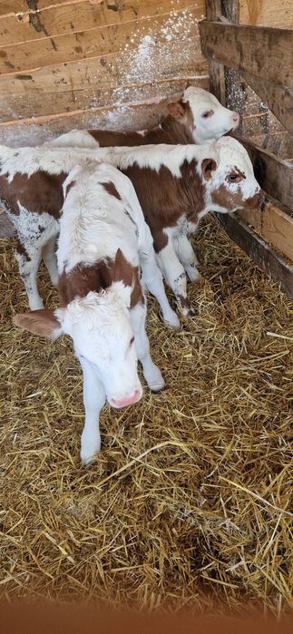 4 taurasi de vânzare