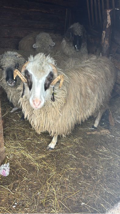 vand berbec varsta un an