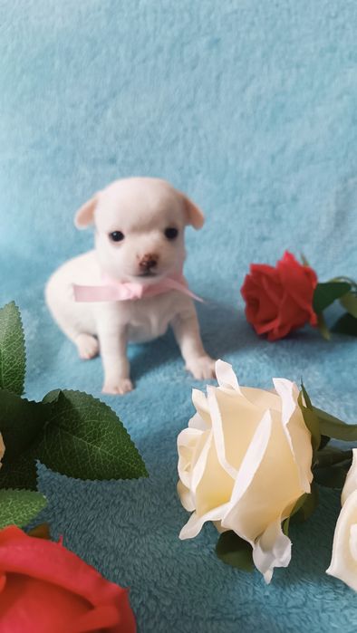 Крошка чихуахуа  щенок