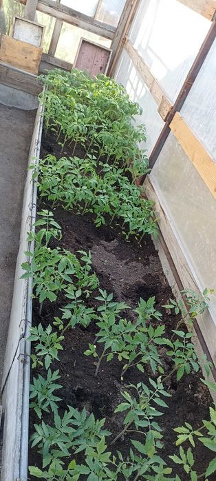 Продам рассаду помидор