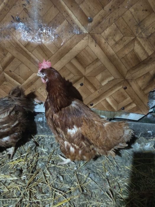 Куры Ломан браун и Декалбы несушки