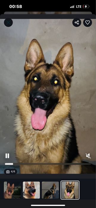 Немецкий овчарка чепрак вязка